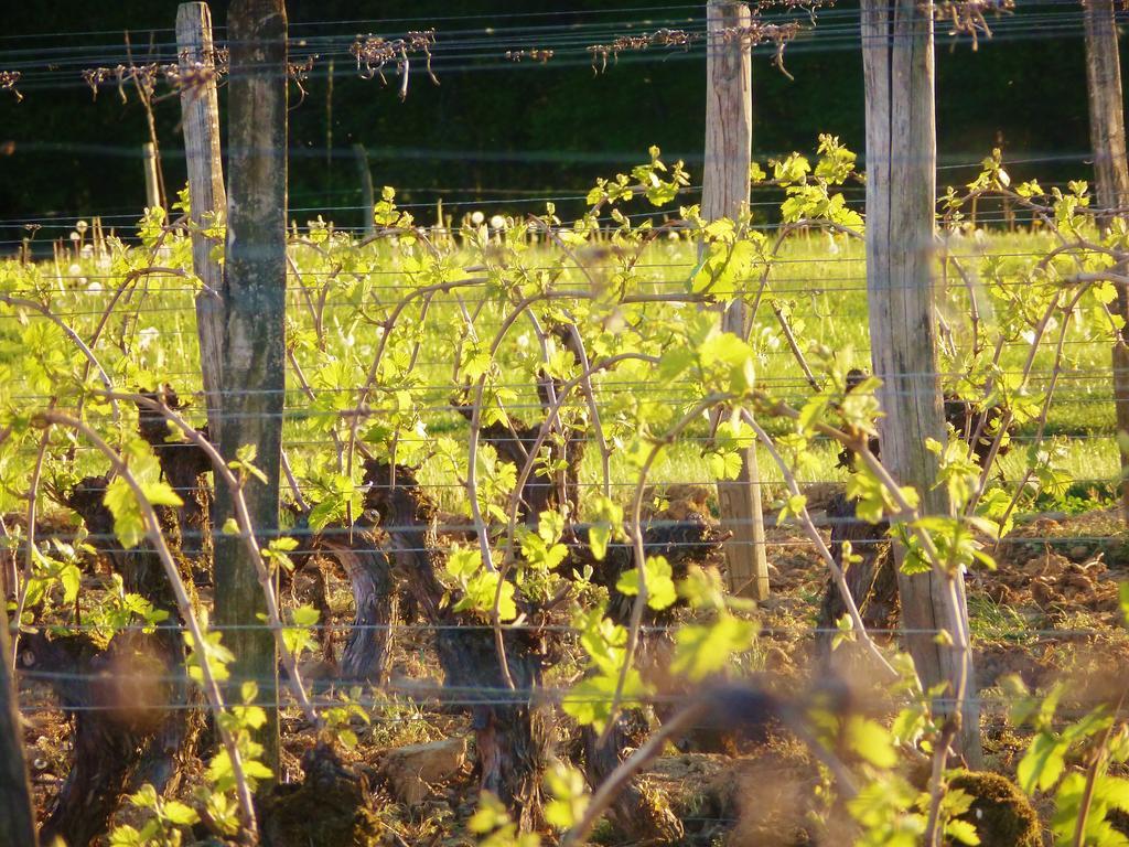 Domaine Joseph Lafarge Wine Resort Oeno-Tonneaux Experience Lugny Eksteriør billede