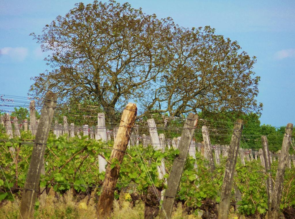 Domaine Joseph Lafarge Wine Resort Oeno-Tonneaux Experience Lugny Eksteriør billede